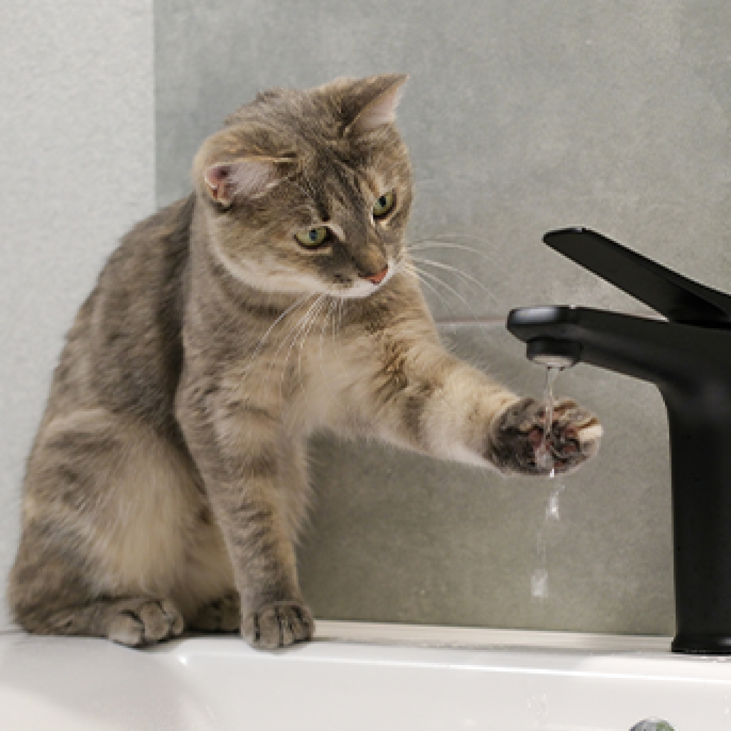 Gato criollo metiendo su pata al agua.jpg
